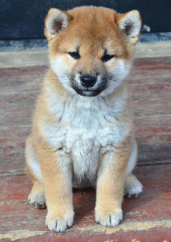 picture of dog