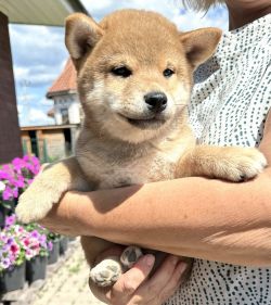 picture of dog