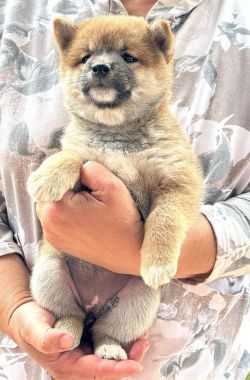 picture of dog