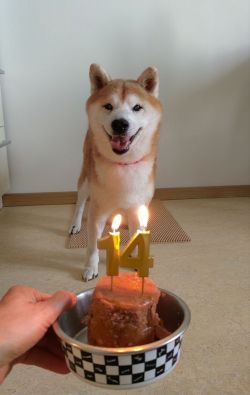 picture of dog