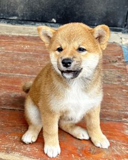 picture of dog
