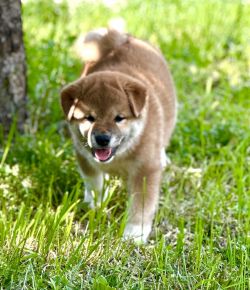 picture of dog