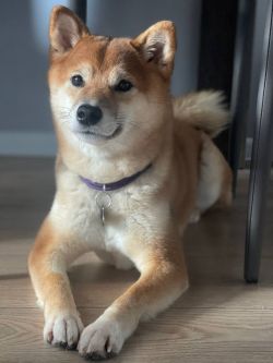 picture of dog