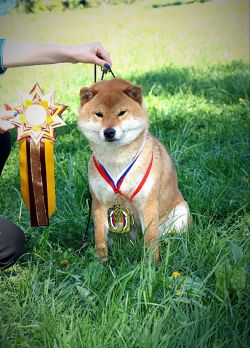 picture of dog
