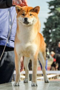 picture of dog