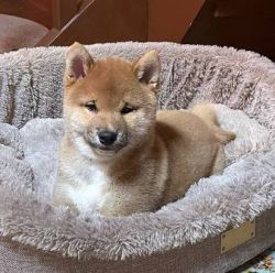 picture of dog