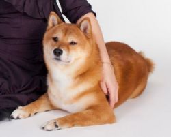 picture of dog
