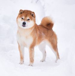 picture of dog