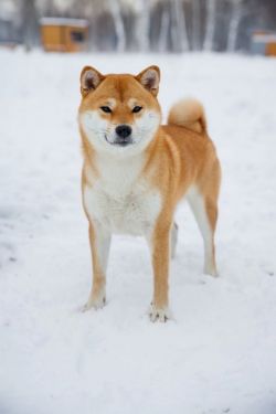 picture of dog