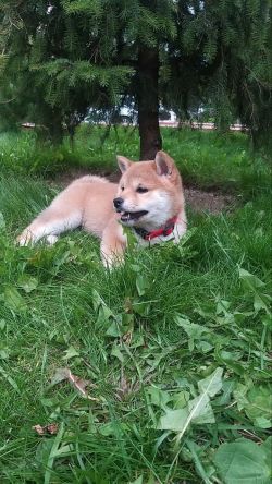 picture of dog