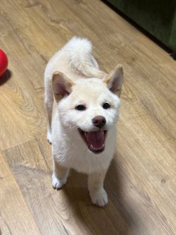 picture of dog