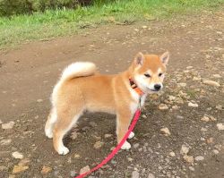 picture of dog