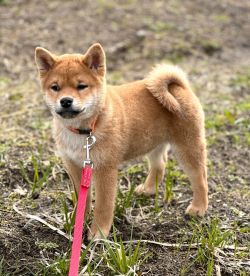picture of dog