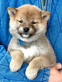 picture of dog