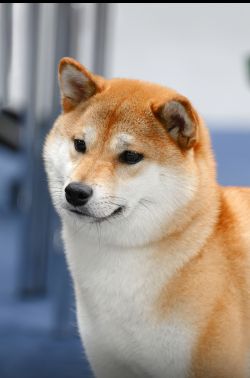 picture of dog