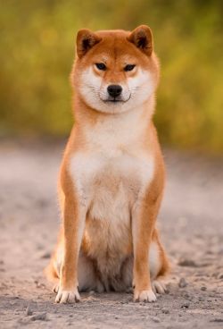 picture of dog
