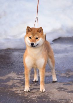 picture of dog