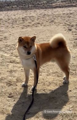 picture of dog