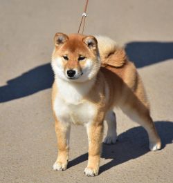 picture of dog