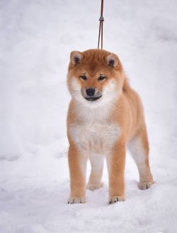 picture of dog