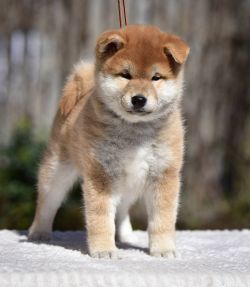 picture of dog