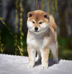 picture of dog