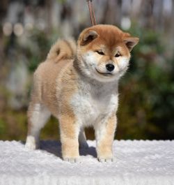 picture of dog