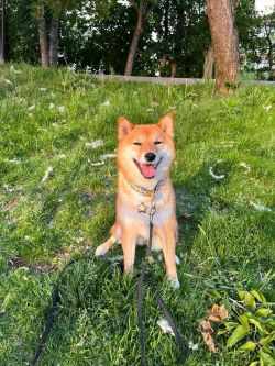 picture of dog