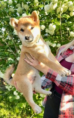picture of dog