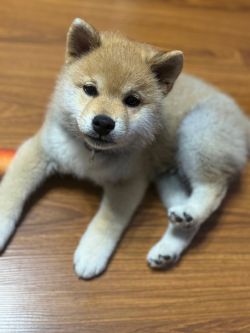 picture of dog