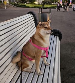 picture of dog