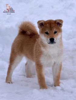 picture of dog