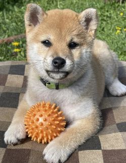 picture of dog