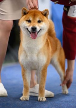 picture of dog