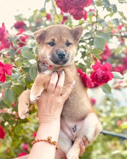 picture of dog