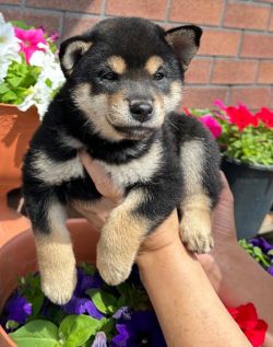 picture of dog