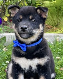 picture of dog