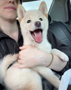 picture of dog