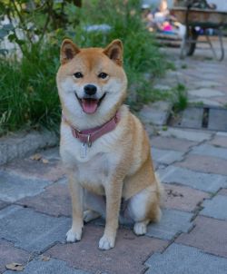 picture of dog