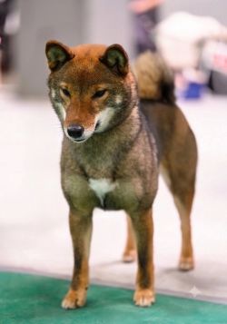 picture of dog