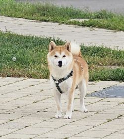 picture of dog