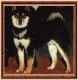 picture of dog