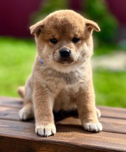 picture of dog