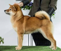 picture of dog