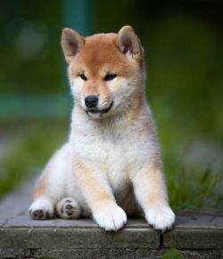 picture of dog