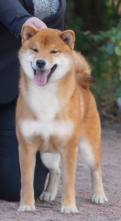 picture of dog