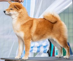 picture of dog