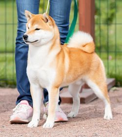 picture of dog