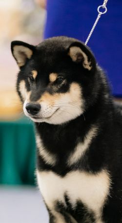 picture of dog