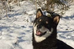picture of dog